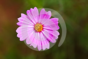 pink cosmos flowe and flowerbackground.