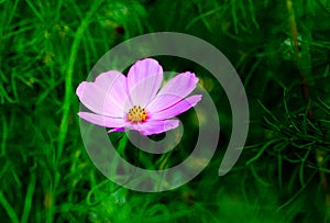 pink cosmos flowe and flowerbackground.