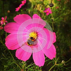 Pink cosmos flower