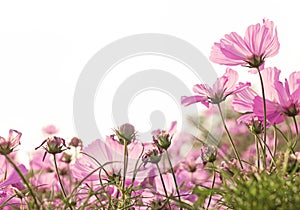 Pink cosmos flower