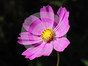 Pink cosmos flower