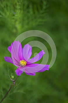 Pink Cosmos Flower