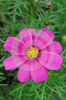 Pink cosmos flower