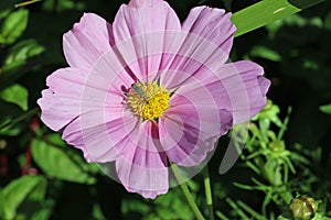 Pink cosmos flower with beetle in close up