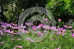 Pink cosmos flower blooming in the field, beautiful cosmos flowers in garden at suanluang rama 9