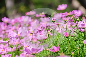 Pink cosmos flower blooming in the field, beautiful cosmos flowers in garden at suanluang rama 9