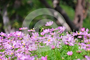 Pink cosmos flower blooming in the field, beautiful cosmos flowers in garden at suanluang rama 9