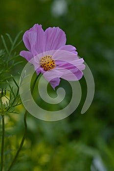 Pink cosmos flower blooming, in the garden