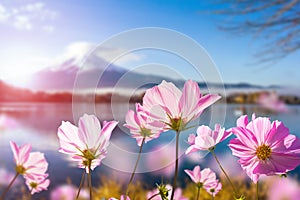 Pink cosmos flower blooming with translucent at petal