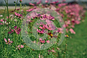 Pink cosmos flower with blue sky and cloud background