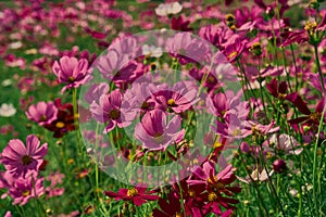 Pink cosmos flower with blue sky and cloud background