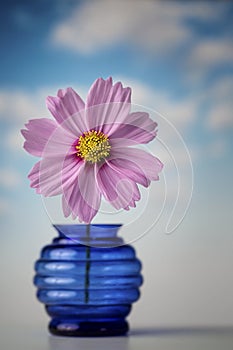 Pink Cosmos flower in blue vase