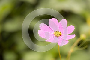 Pink Cosmos flower with a blurred green background.