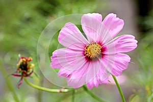 Pink cosmos flower with blurred nature background