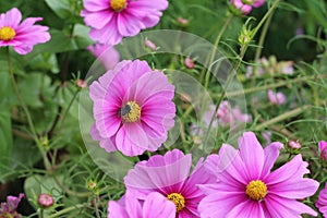 Pink Cosmos Flower with Bumble Bee pollinating grouping of flowers