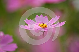 Pink cosmos flower, close up