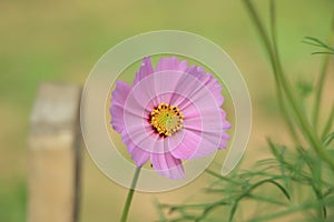Pink cosmos flower with copy space