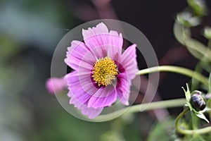 Pink Cosmos flower (Cosmos bipinnatus)