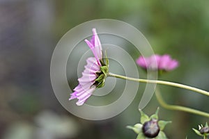 Pink Cosmos flower (Cosmos bipinnatus)