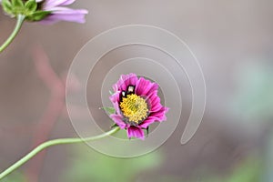 Pink Cosmos flower (Cosmos bipinnatus)