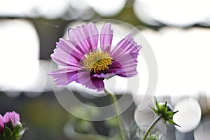 Pink Cosmos flower (Cosmos bipinnatus)