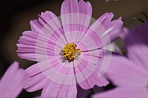 Pink cosmos flower (Cosmos bipinnatus)