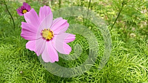 Pink Cosmos flower (Cosmos Bipinnatus)