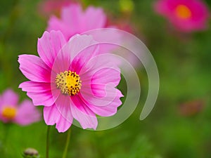 Pink cosmos flower Cosmos Bipinnatus