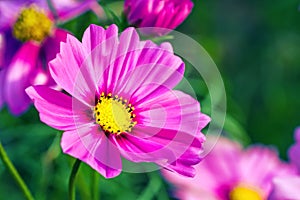 Pink cosmos flower Cosmos Bipinnatus with blurred background