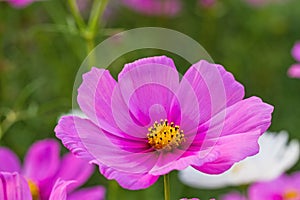 Pink cosmos flower Cosmos Bipinnatus with blurred background