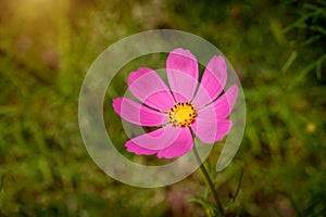 Pink cosmos flower Cosmos Bipinnatus with blurred green background