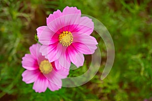 Pink cosmos flower Cosmos Bipinnatus.