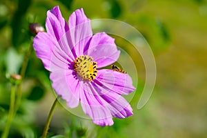 Pink cosmos flower Cosmos Bipinnatus with wild wasp. Close up