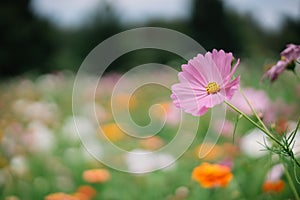 Pink Cosmos Flower In a field