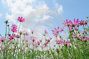 Pink of cosmos flower field with blue sky and cloud background