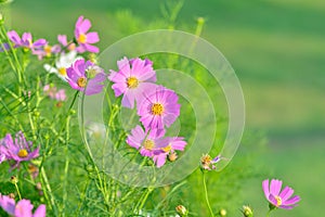 Pink of cosmos flower field with blue sky and cloud background