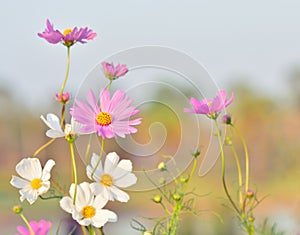 Pink of cosmos flower field with blue sky and cloud background