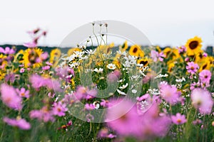 Pink of cosmos flower field with blue sky and cloud background