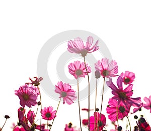 Pink cosmos flower in the field in the morning over white background