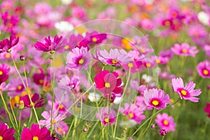 Pink cosmos flower fields