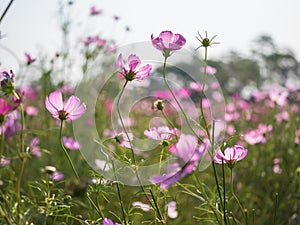 Pink Cosmos flower in garden