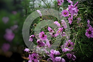 pink cosmos flower in the garden and black background