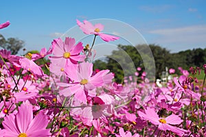 Pink cosmos flower with green leaves in field for background