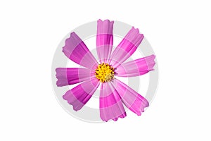Pink cosmos flower isolate white background with clipping-path