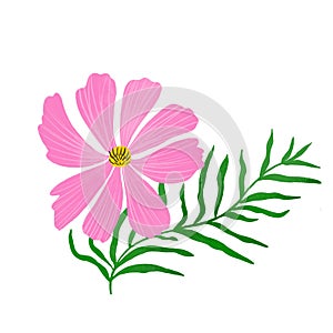 Pink cosmos flower isolated element. Cute wildflower illustration, simple meadow plant
