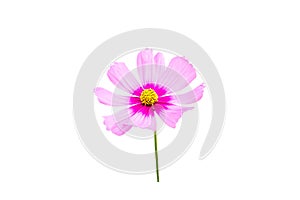 Pink cosmos flower isolated on white background