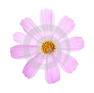 Pink Cosmos flower isolated on white background. Garden Cosmos