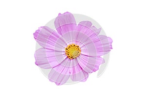 Pink Cosmos flower isolated on white background.