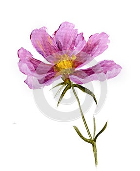 Pink cosmos flower photo