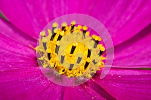 Pink cosmos flower with pollen